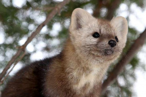 - Životinjski taiga - Životinjski taiga